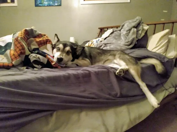 Bean, Lounged Out And Ready For Bed