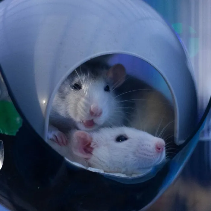 Best Friends