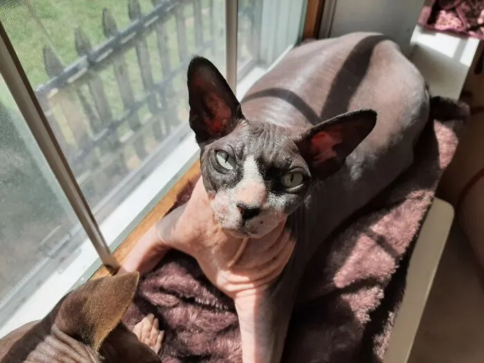George Is Bald And Grumpy