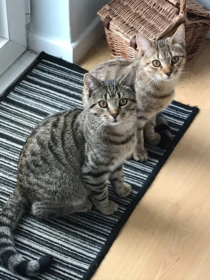 My Beautiful Boys Reginald And Storm
