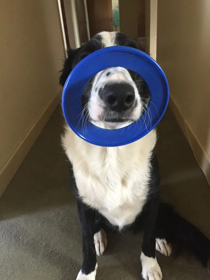 This Is My Dog Shilo.  He Balances His Toy Rings On His Nose When He Wants Attention And/ Or For One Of Us To Throw It For Him.