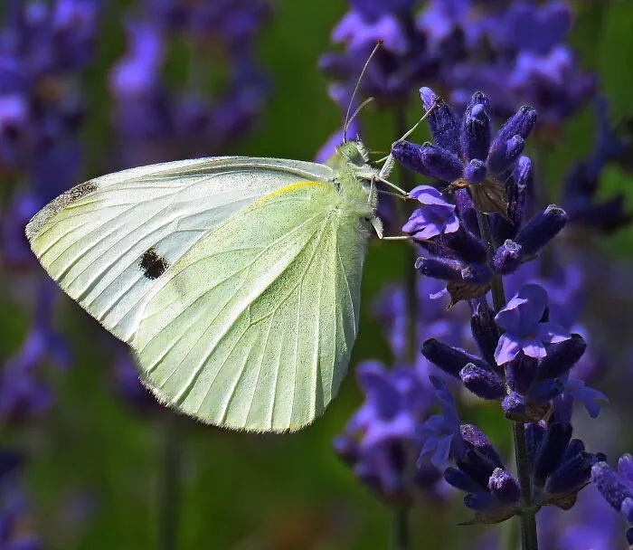 This Is An Ordinary  Butterfly, But It Goes Wonderfully With The Color Of Lavender🥰