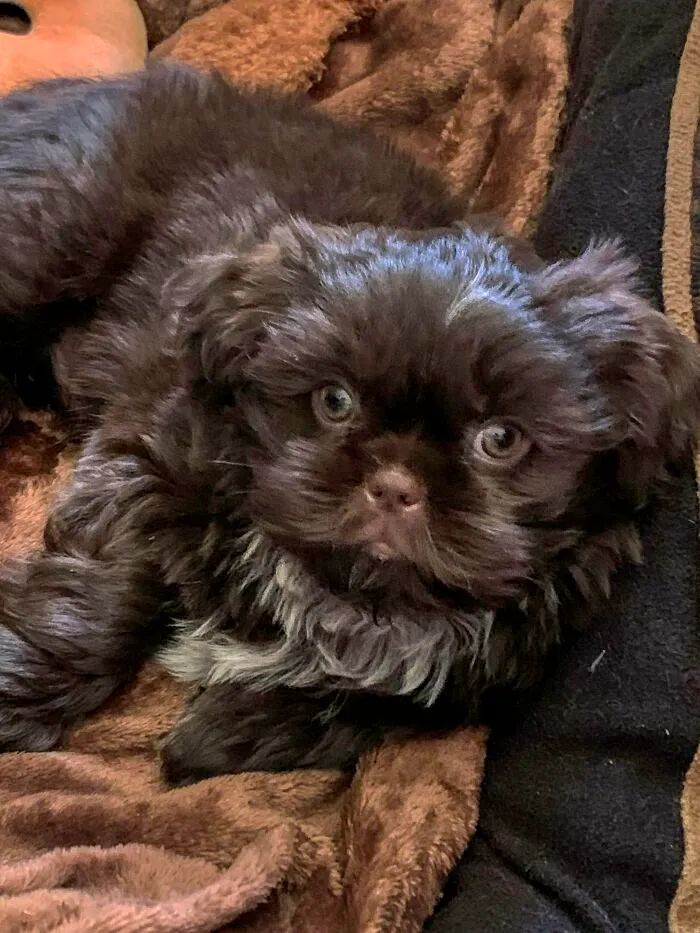 Our New Puppy, Born On The 4th Of July Named Boomer.