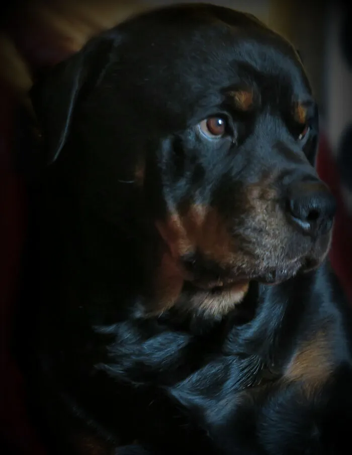 Toby, Just Thinking About Things.