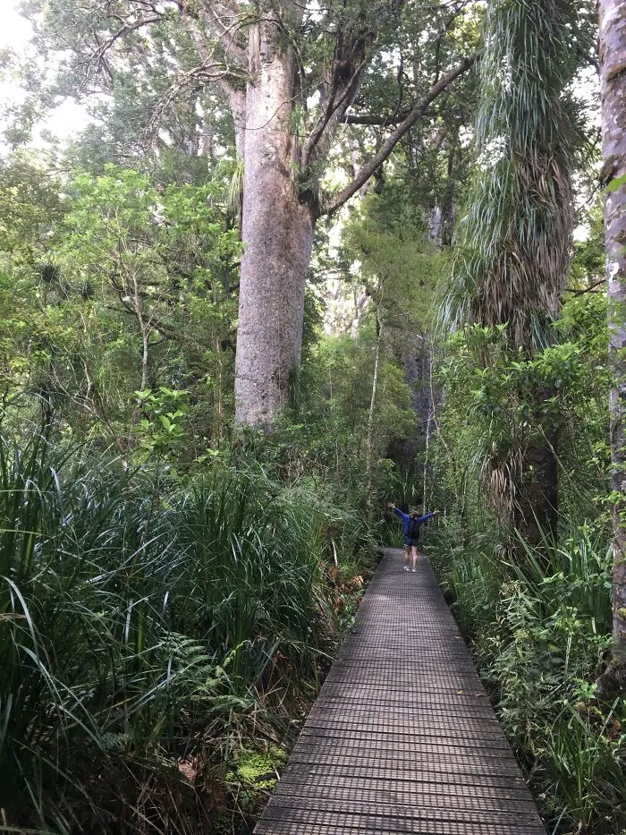 Waipoua Kauri Forest, Northland New Zealand