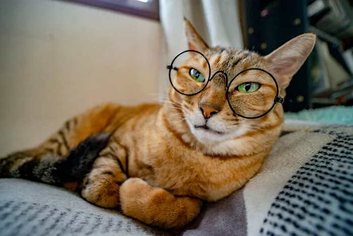 Rescue Cat Kanoko.  Looking Way More Studious Than She Actually Is.