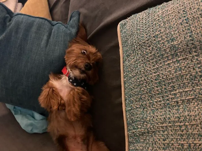 My Dog Winston