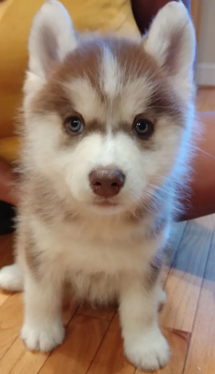 "Howlin' Mad" Murdock On His 1st Gotcha Day At Home