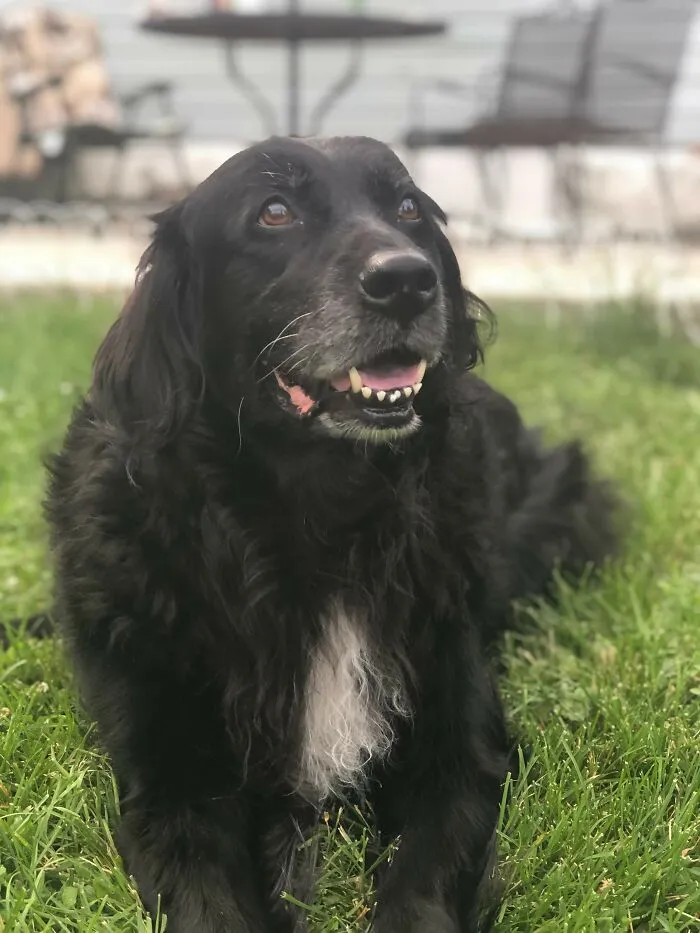 Niah Our 13 Yr Old Newfie Mix.  She Crossed The Rainbow Bridge In April Best Dog Ever