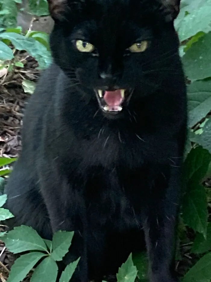 He Thinks He's A Panther