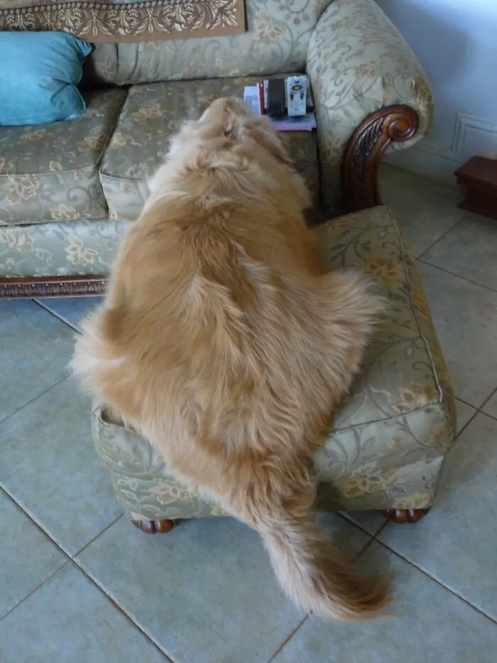Needs A Cushion For Da Butts!