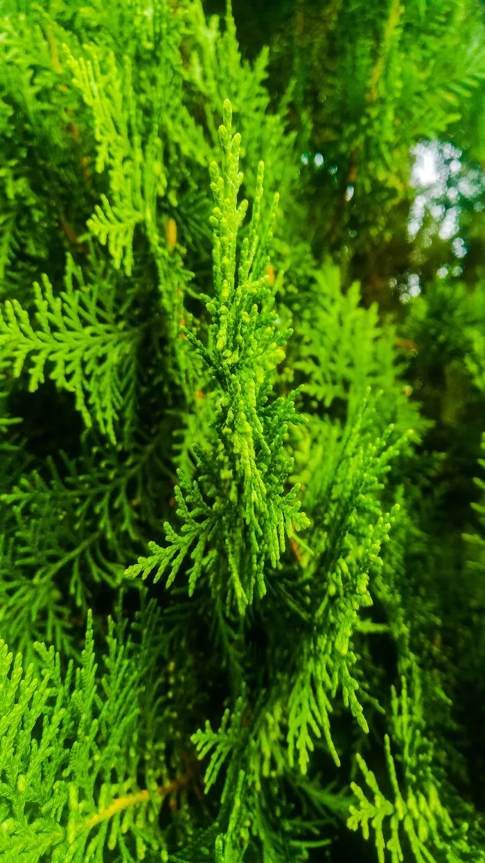 Fraser Fir