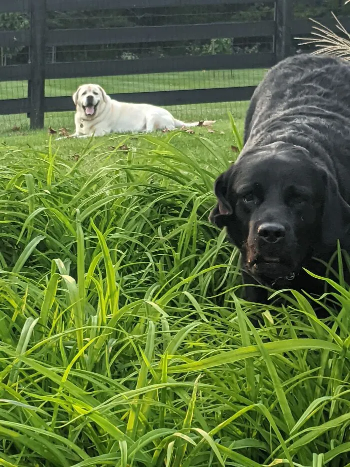 They R Dogs. Look At Them! Do It!!