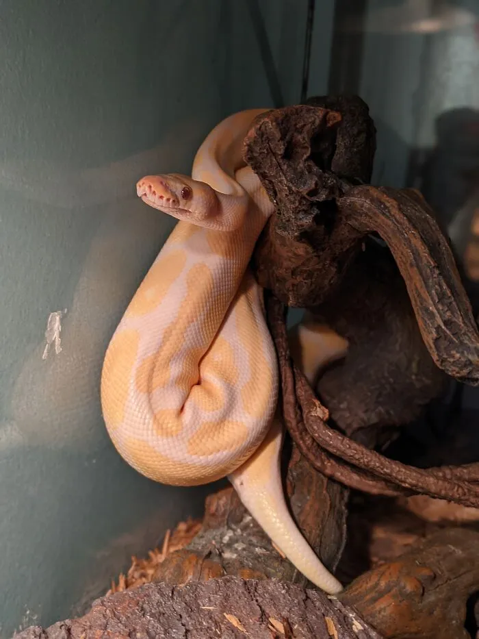 This Is Phasma. Shes My Best Girl!