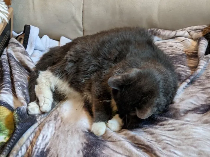 Sleepy Misty.