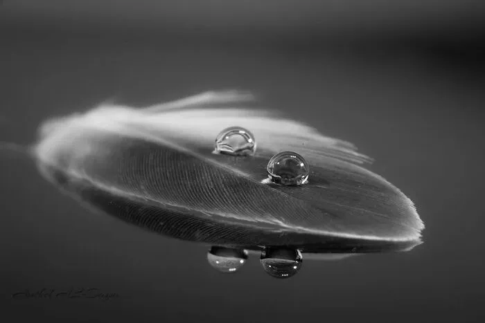Photographer Gives A Glimpse Of How He Makes His Photos Using Water Droplet Techniques (88 Pics)