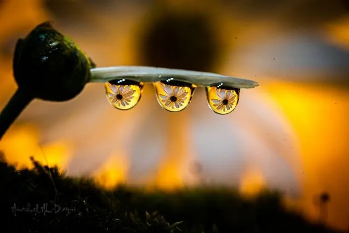 Photographer Gives A Glimpse Of How He Makes His Photos Using Water Droplet Techniques (88 Pics)