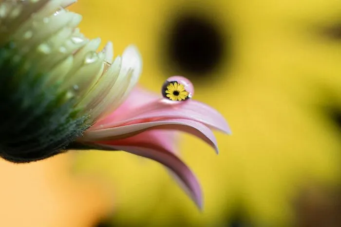 Photographer Gives A Glimpse Of How He Makes His Photos Using Water Droplet Techniques (88 Pics)
