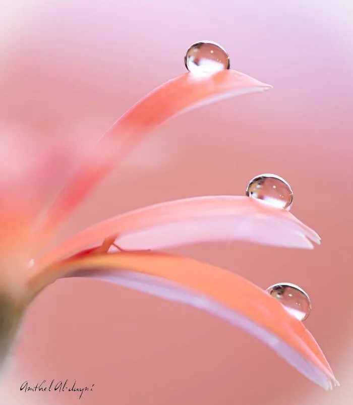 Photographer Gives A Glimpse Of How He Makes His Photos Using Water Droplet Techniques (88 Pics)