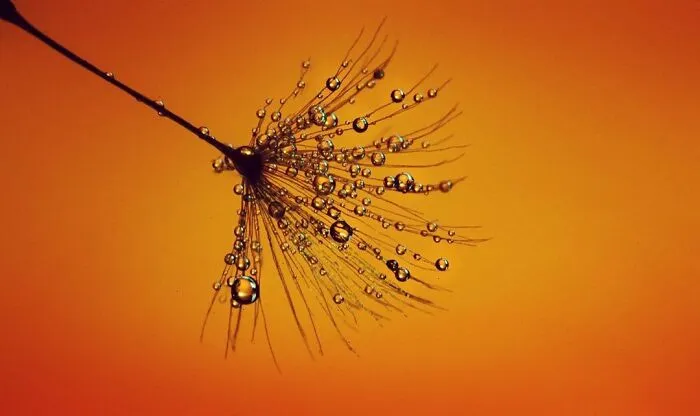 Photographer Gives A Glimpse Of How He Makes His Photos Using Water Droplet Techniques (88 Pics)