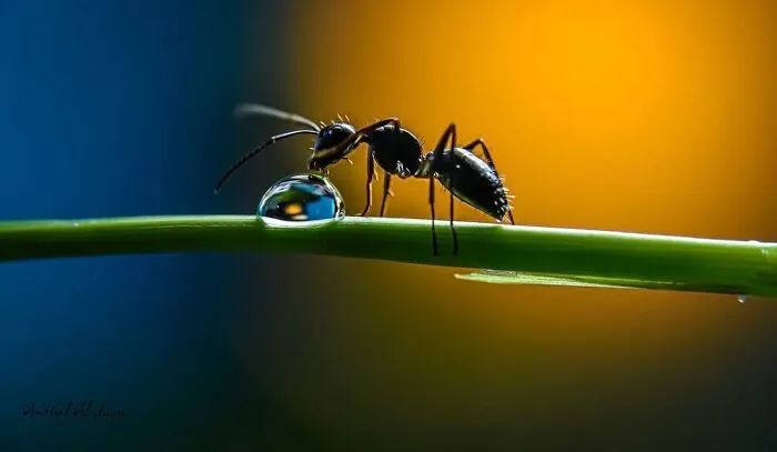 Photographer Gives A Glimpse Of How He Makes His Photos Using Water Droplet Techniques (88 Pics)