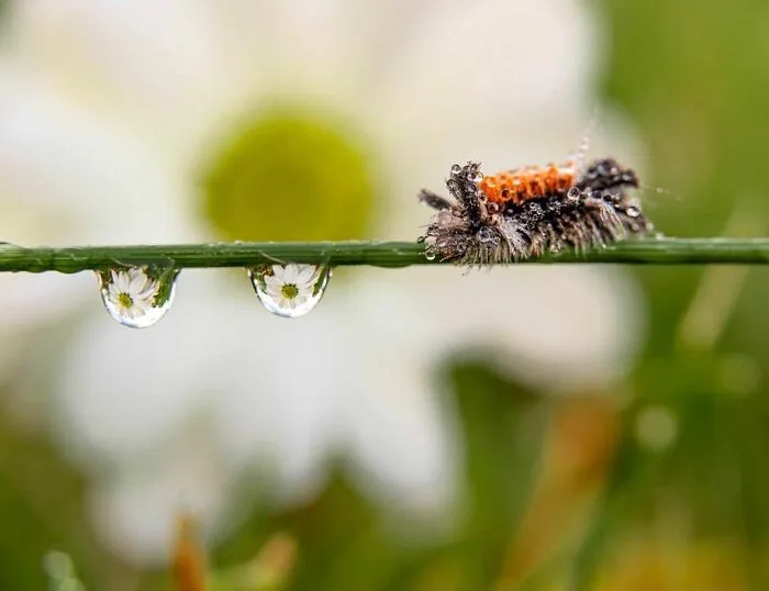 Photographer Gives A Glimpse Of How He Makes His Photos Using Water Droplet Techniques (88 Pics)