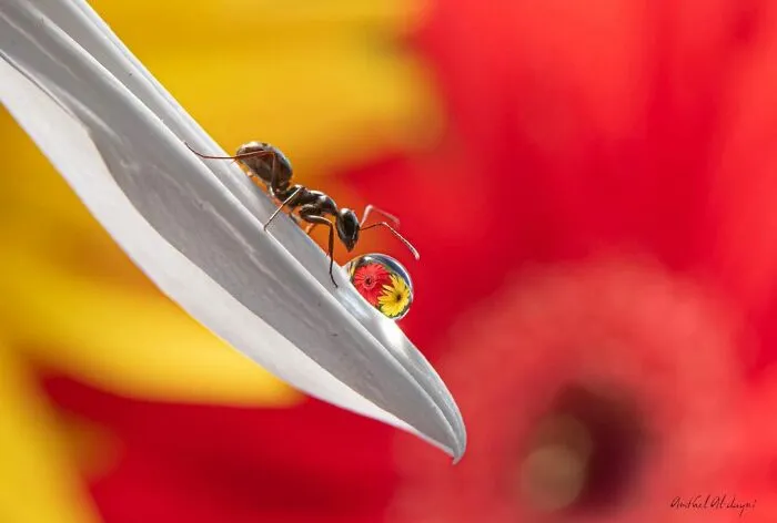 Photographer Gives A Glimpse Of How He Makes His Photos Using Water Droplet Techniques (88 Pics)