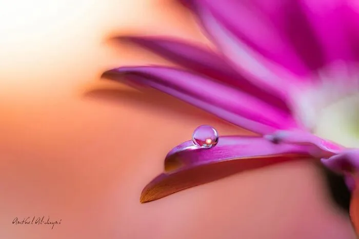 Photographer Gives A Glimpse Of How He Makes His Photos Using Water Droplet Techniques (88 Pics)