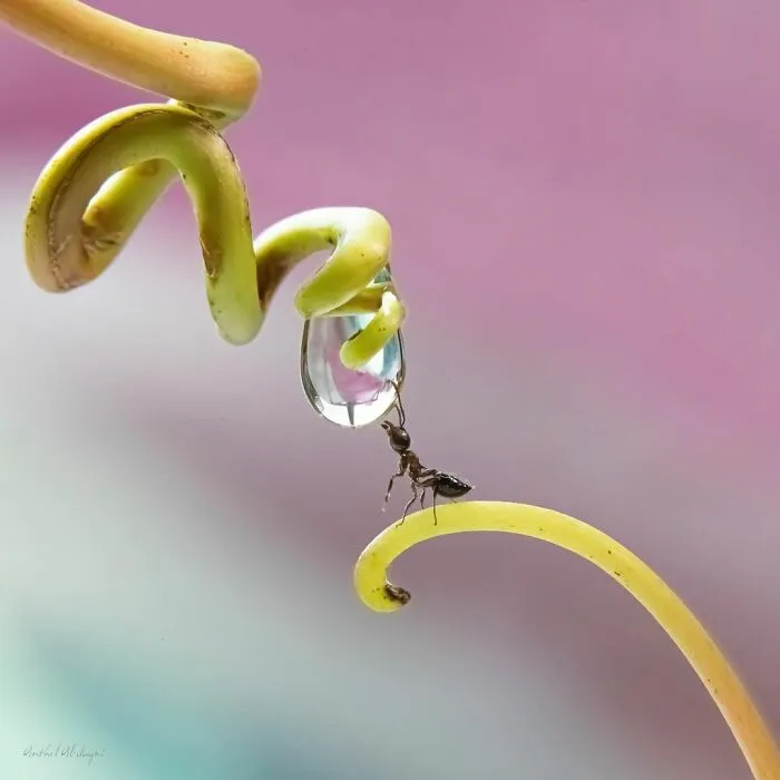 Photographer Gives A Glimpse Of How He Makes His Photos Using Water Droplet Techniques (88 Pics)