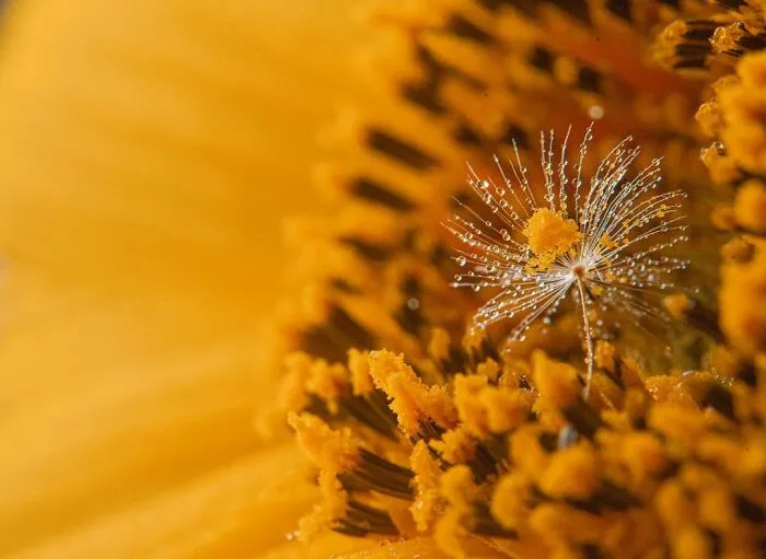 Photographer Gives A Glimpse Of How He Makes His Photos Using Water Droplet Techniques (88 Pics)