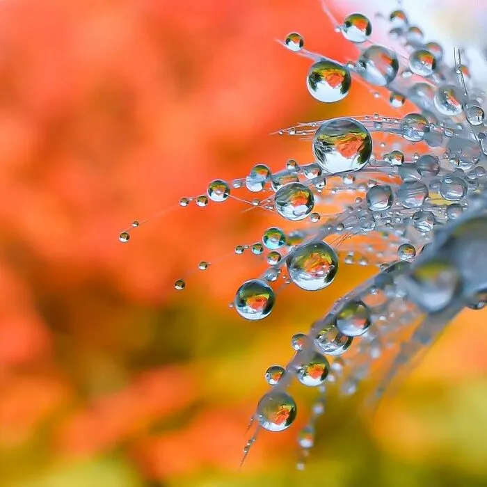 Photographer Gives A Glimpse Of How He Makes His Photos Using Water Droplet Techniques (88 Pics)