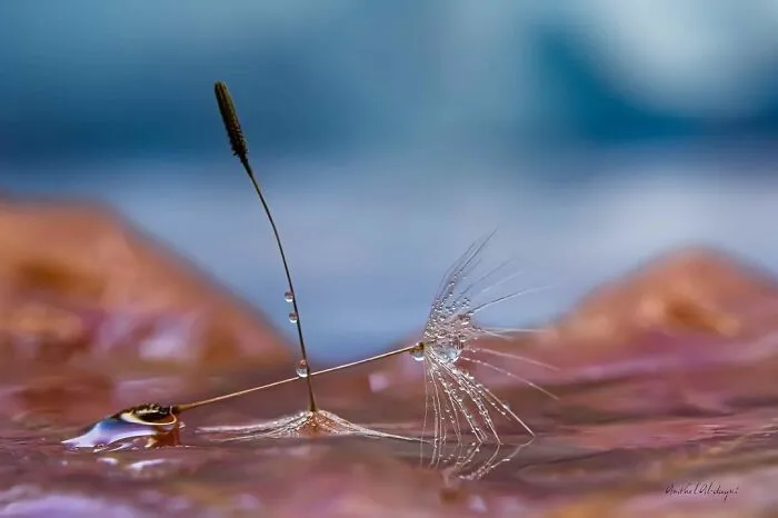 Photographer Gives A Glimpse Of How He Makes His Photos Using Water Droplet Techniques (88 Pics)