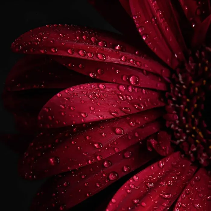 Photographer Gives A Glimpse Of How He Makes His Photos Using Water Droplet Techniques (88 Pics)