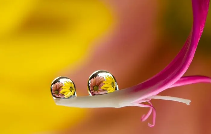 Photographer Gives A Glimpse Of How He Makes His Photos Using Water Droplet Techniques (88 Pics)