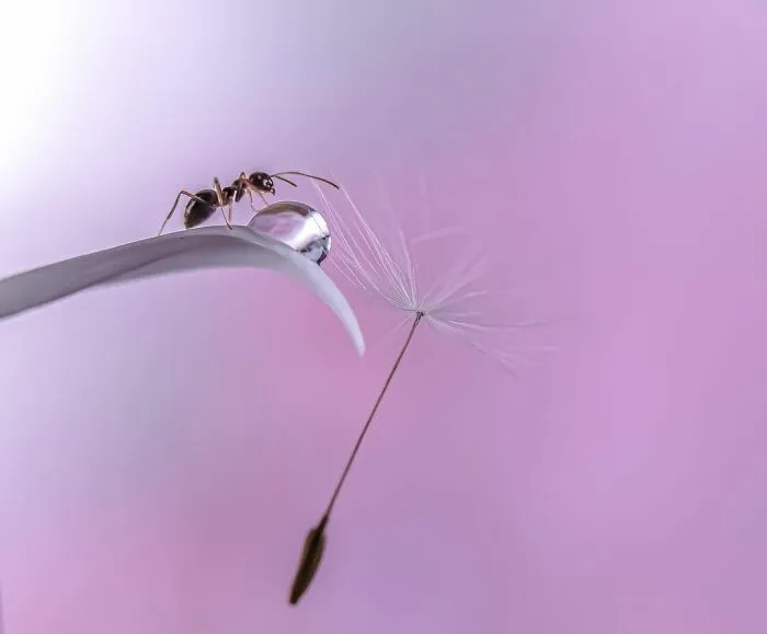 Photographer Gives A Glimpse Of How He Makes His Photos Using Water Droplet Techniques (88 Pics)