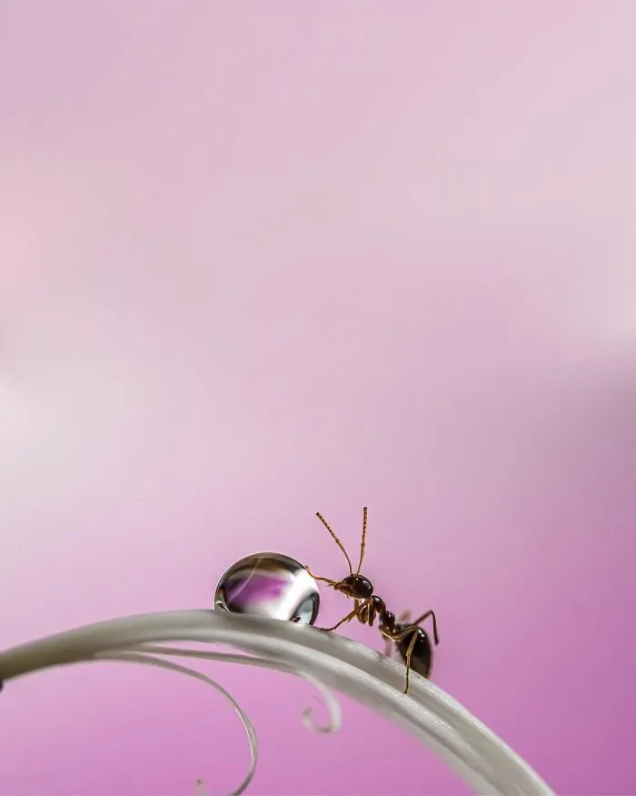 Photographer Gives A Glimpse Of How He Makes His Photos Using Water Droplet Techniques (88 Pics)