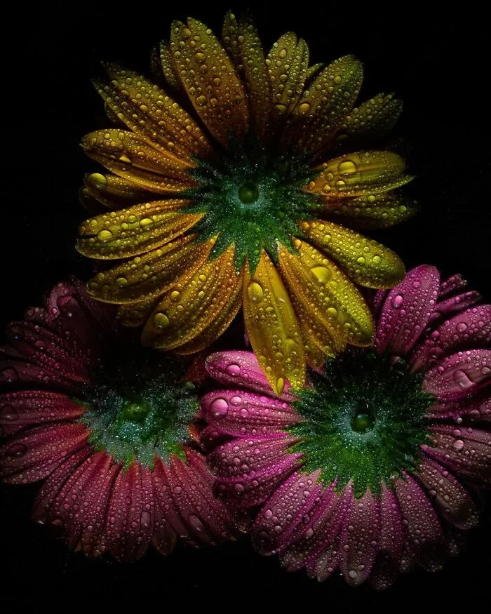 Photographer Gives A Glimpse Of How He Makes His Photos Using Water Droplet Techniques (88 Pics)