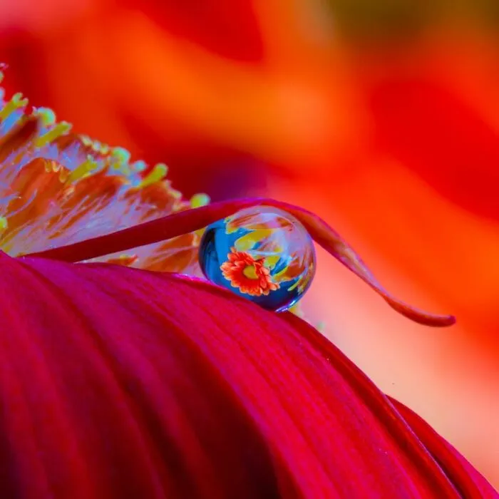Photographer Gives A Glimpse Of How He Makes His Photos Using Water Droplet Techniques (88 Pics)