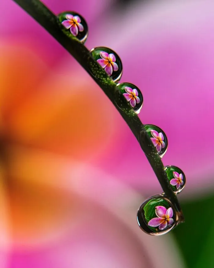 Photographer Gives A Glimpse Of How He Makes His Photos Using Water Droplet Techniques (88 Pics)