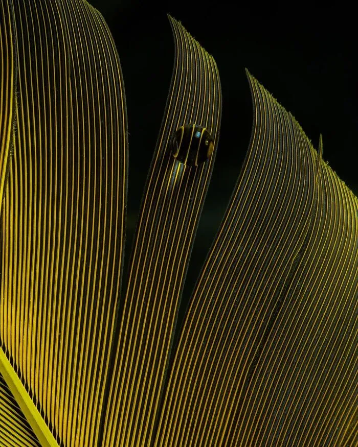 Photographer Gives A Glimpse Of How He Makes His Photos Using Water Droplet Techniques (88 Pics)