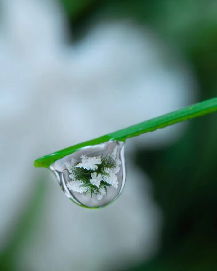 Photographer Gives A Glimpse Of How He Makes His Photos Using Water Droplet Techniques (88 Pics)