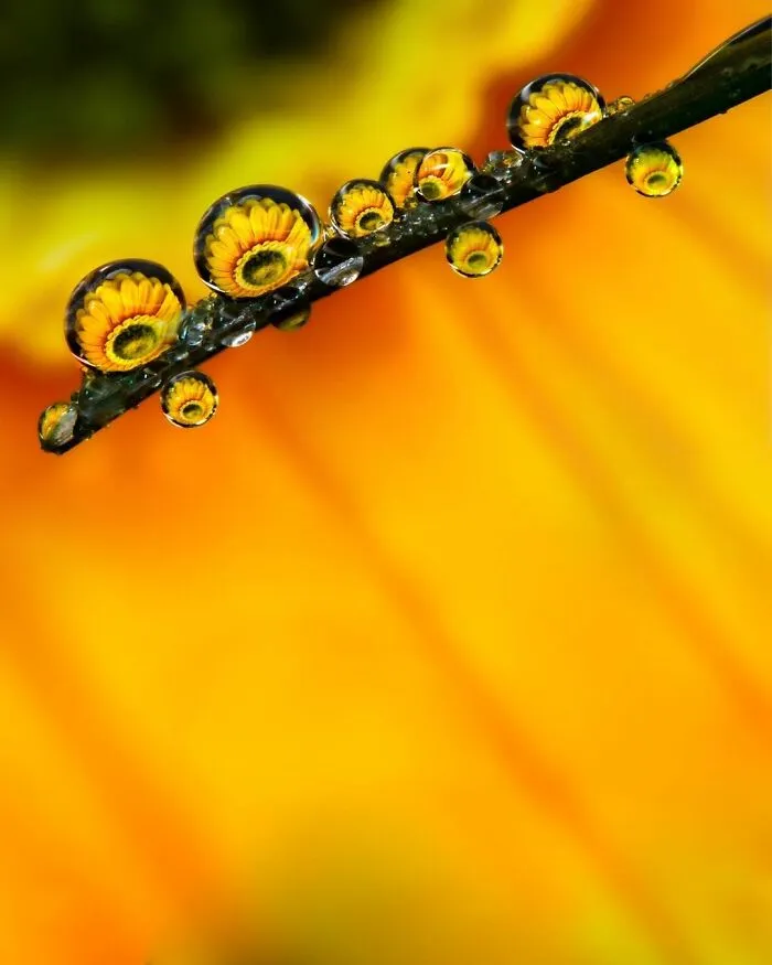 Photographer Gives A Glimpse Of How He Makes His Photos Using Water Droplet Techniques (88 Pics)