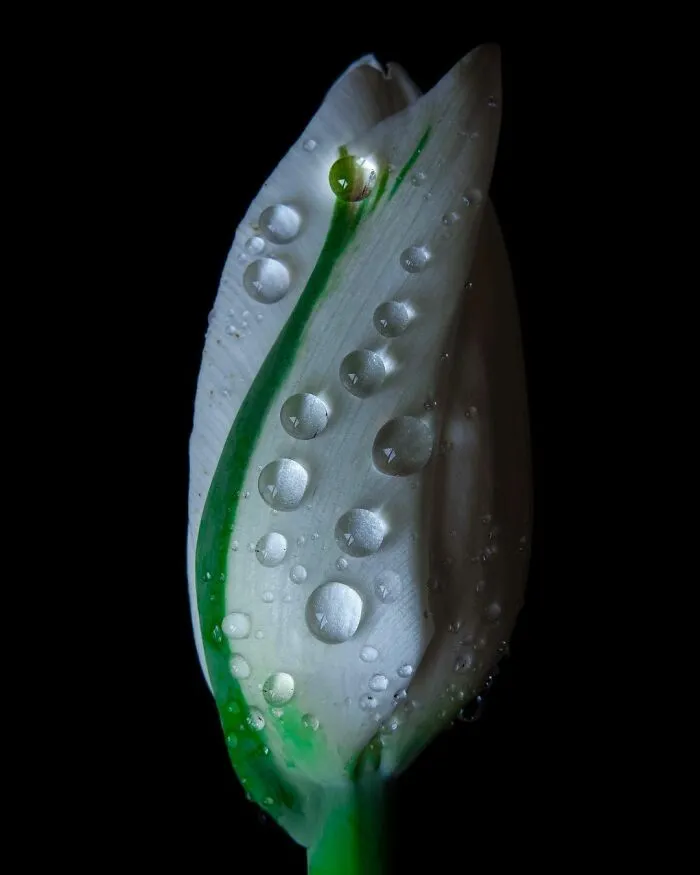 Photographer Gives A Glimpse Of How He Makes His Photos Using Water Droplet Techniques (88 Pics)