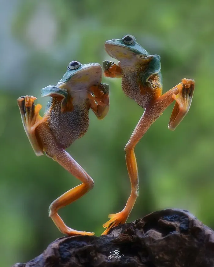 30 Adorable Frog Pictures By Ajar Setiadi That He Took Near His House