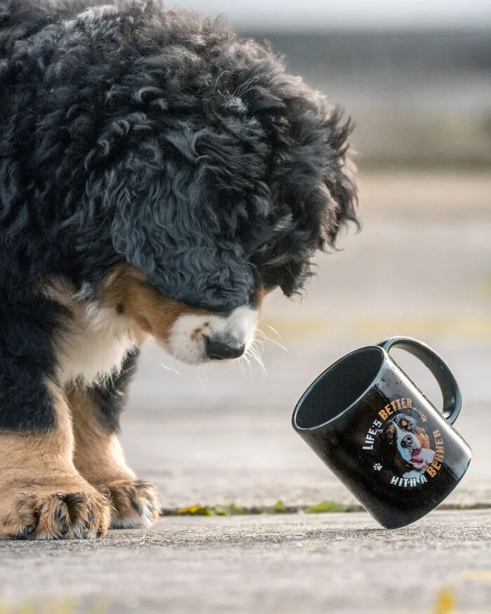 He pasado 5 años captando fotos perfectamente sincronizadas de animales en la naturaleza (35 fotos)