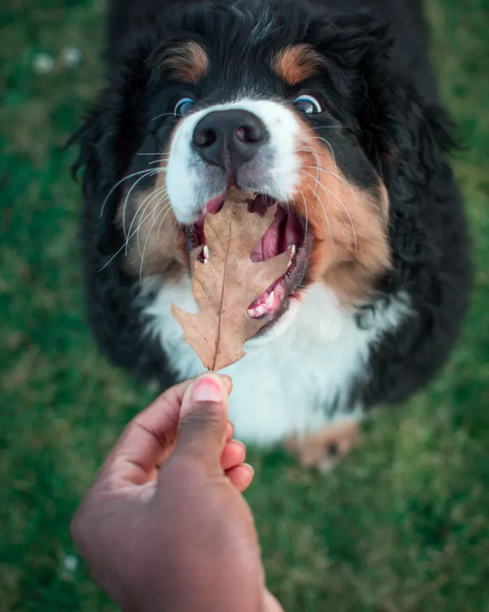 He pasado 5 años captando fotos perfectamente sincronizadas de animales en la naturaleza (35 fotos)