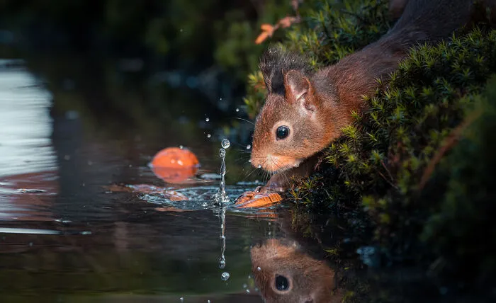 He pasado 5 años captando fotos perfectamente sincronizadas de animales en la naturaleza (35 fotos)