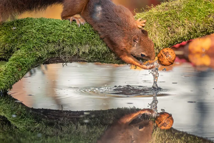 He pasado 5 años captando fotos perfectamente sincronizadas de animales en la naturaleza (35 fotos)