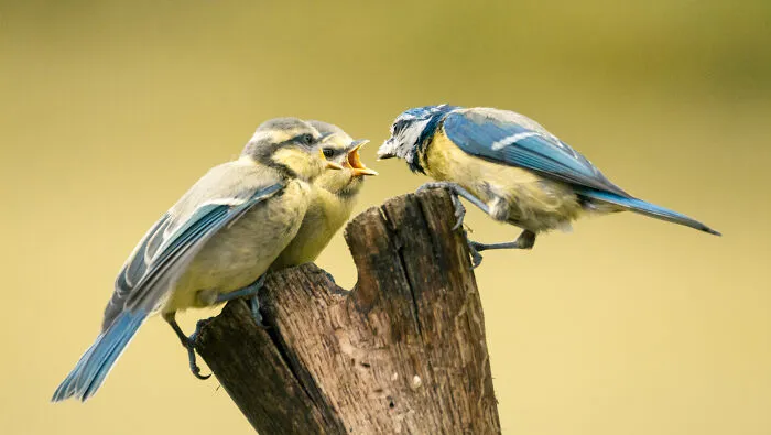 He pasado 5 años captando fotos perfectamente sincronizadas de animales en la naturaleza (35 fotos)