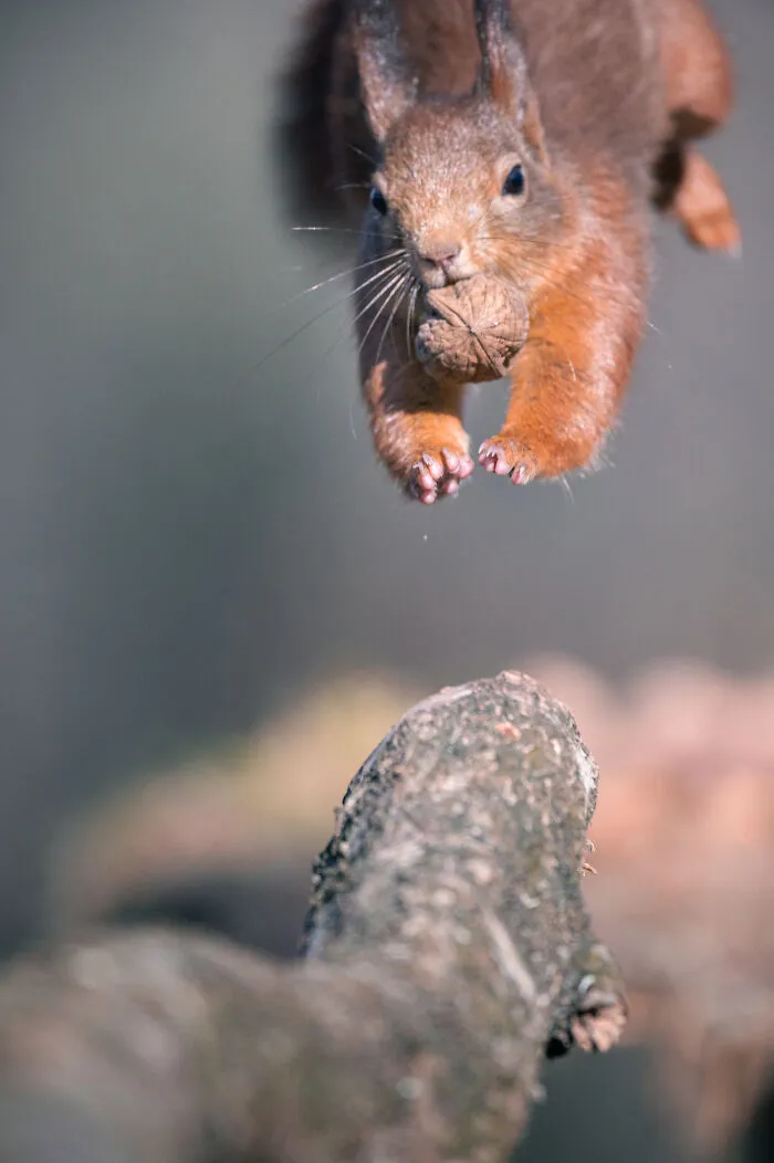 He pasado 5 años captando fotos perfectamente sincronizadas de animales en la naturaleza (35 fotos)